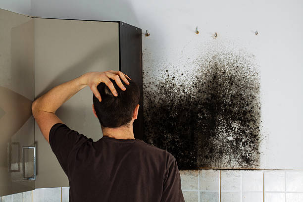 Professional Mold Removal in Royal City, WA