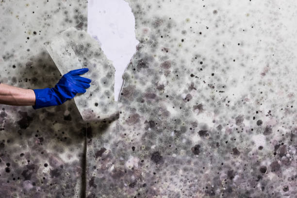 Best Black Mold Removal  in Royal City, WA