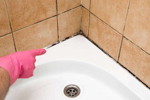 Best Mold Removal Near Me  in Royal City, WA
