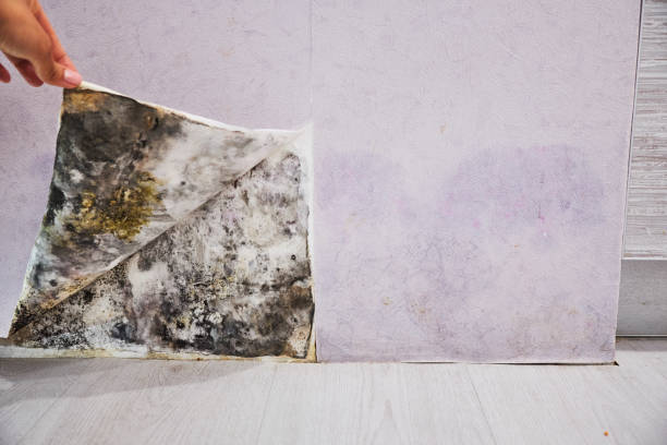 Best Office Mold Removal Services  in Royal City, WA